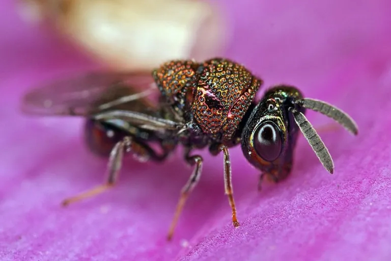 Perilampus aeneus