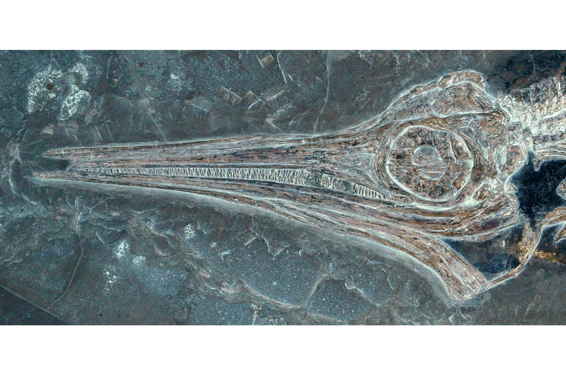 Kopf von Stenopterygius quadriscissus Jungtier