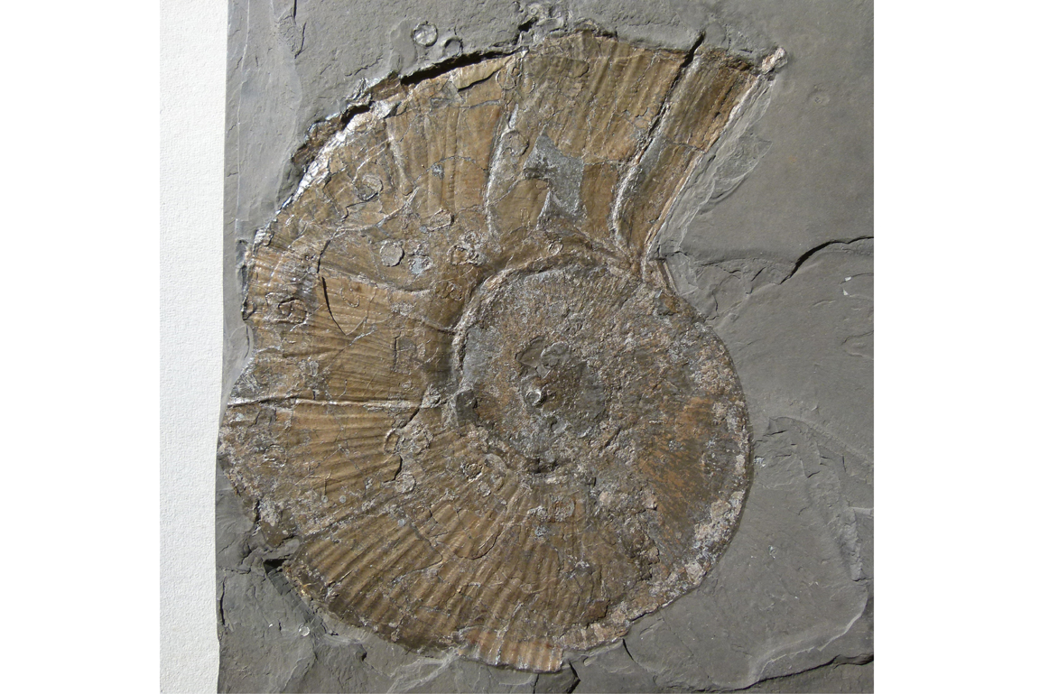 Ammonit Lobolytoceras siemensi