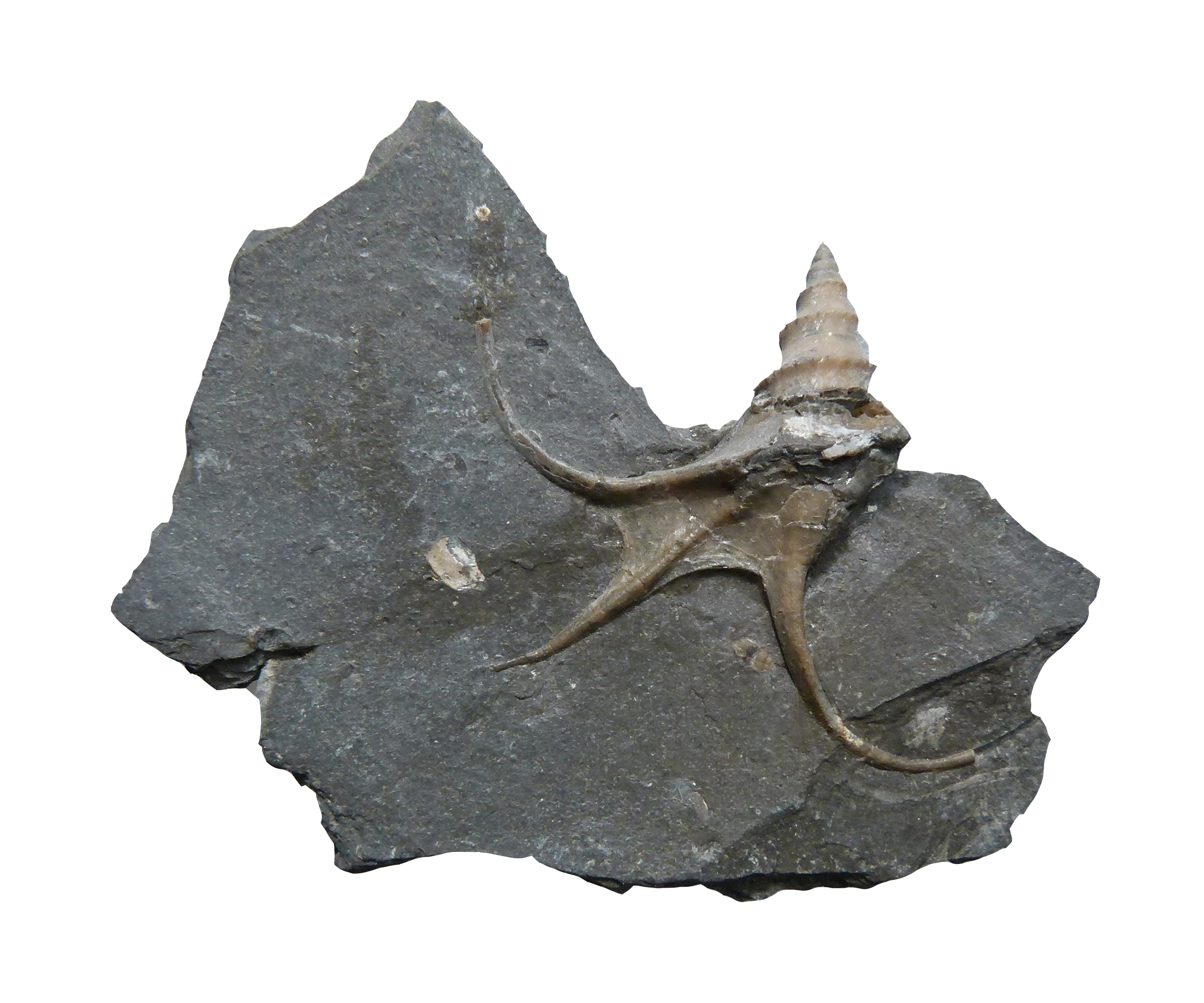 Toarctocera Fossil