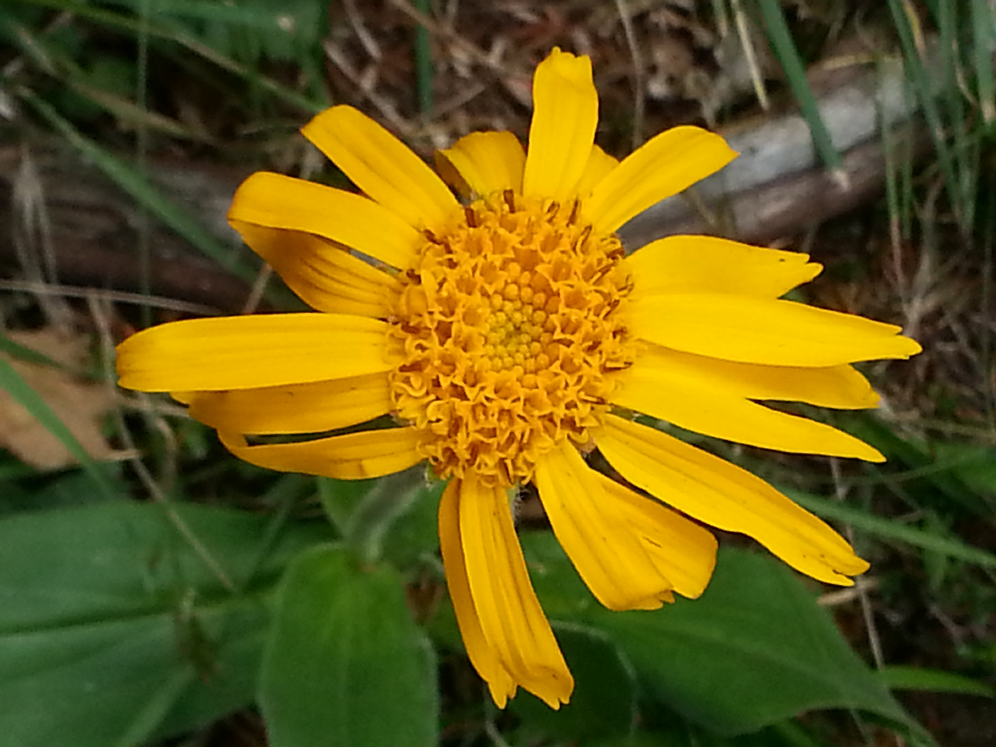 Arnika Blüte