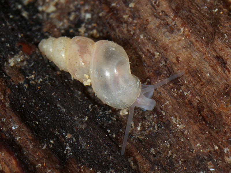 Bythiospeum acicula