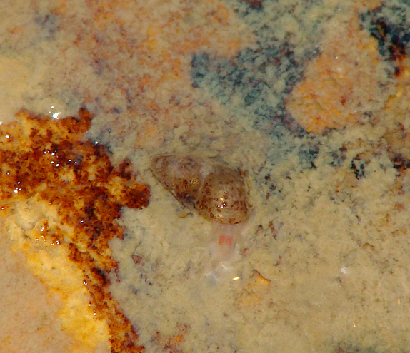 Brunnenschnecke auf einem Stein