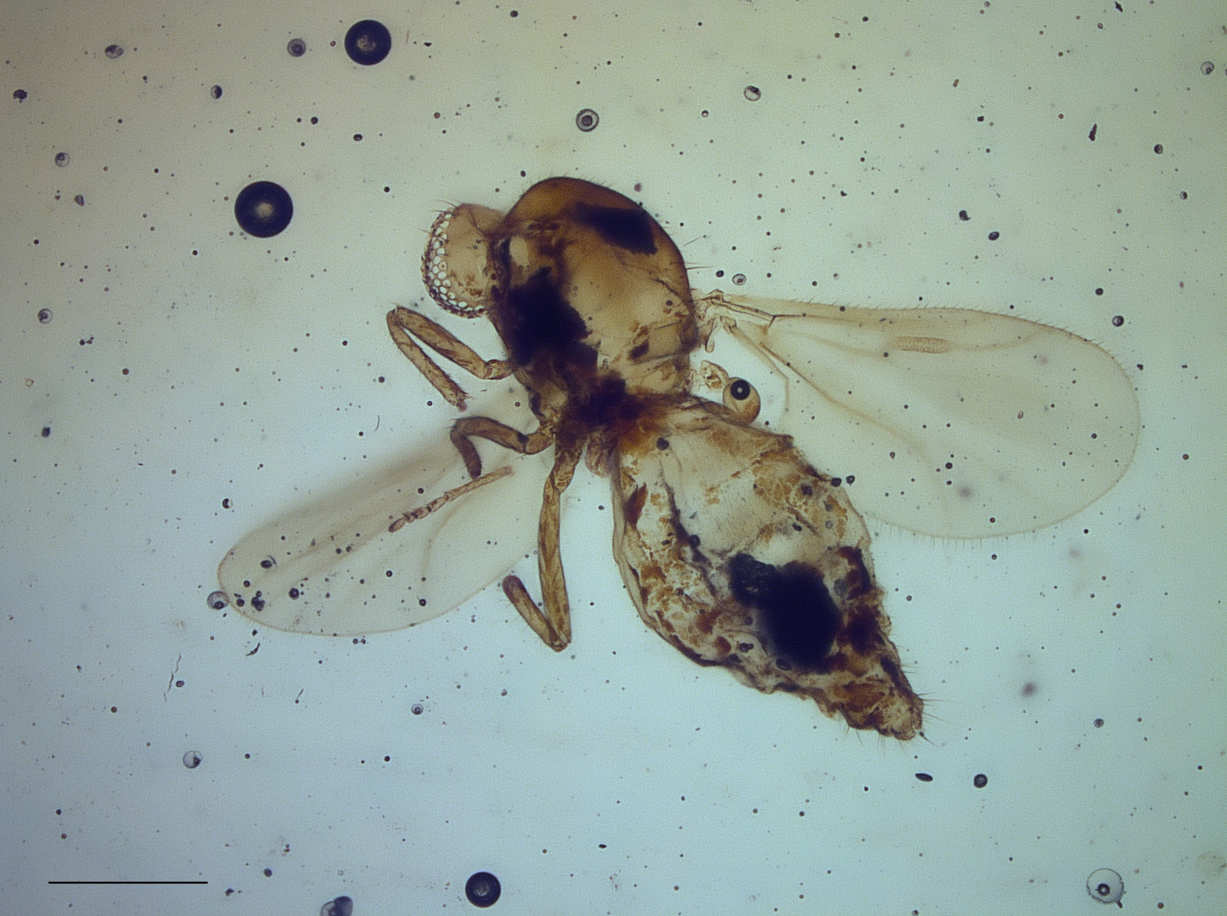 Gnitze Gedanohelea gerdesorum