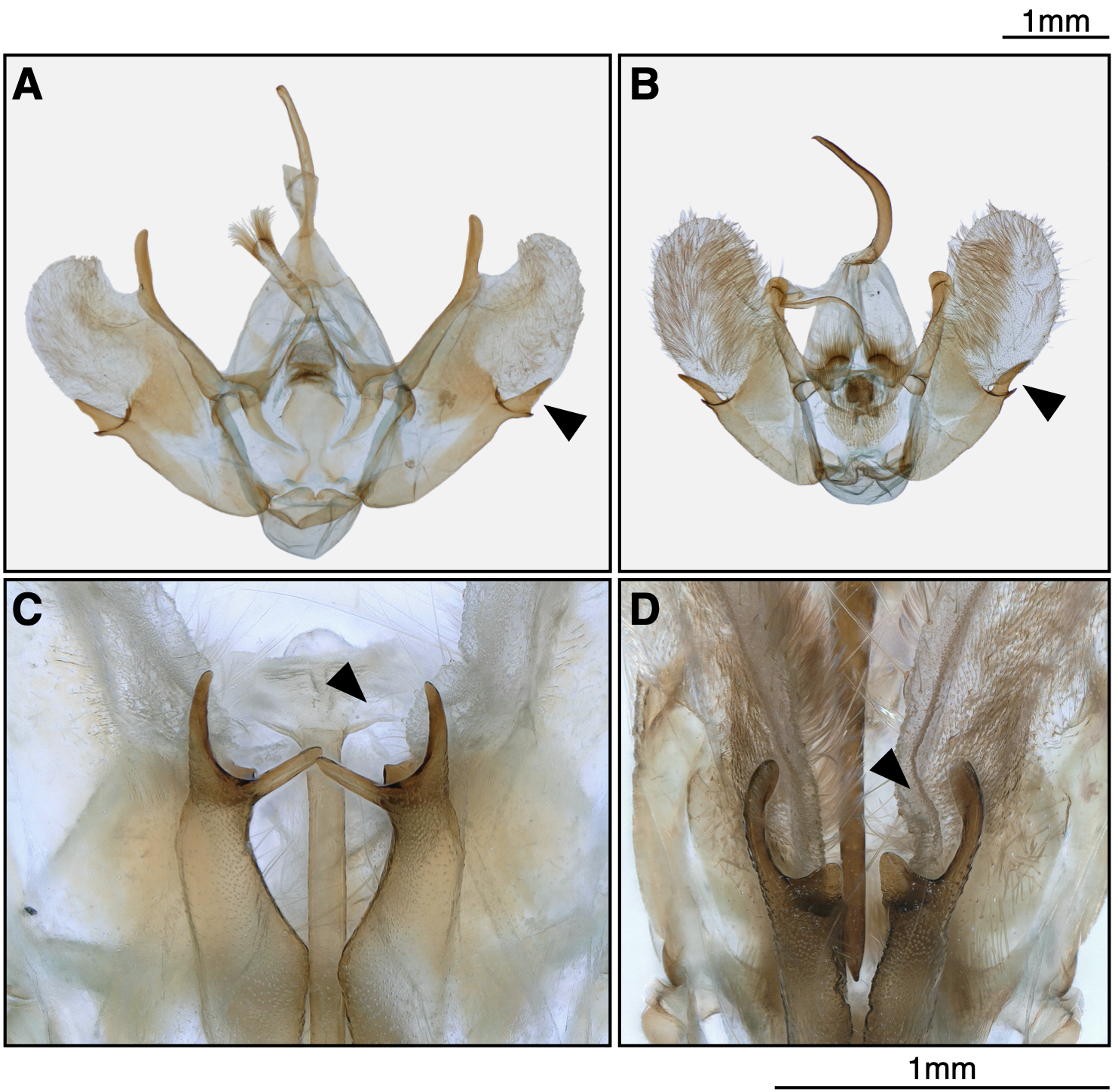 männliche Genitalkapsel von Triphosa sabaudiata und Triphosa tauteli