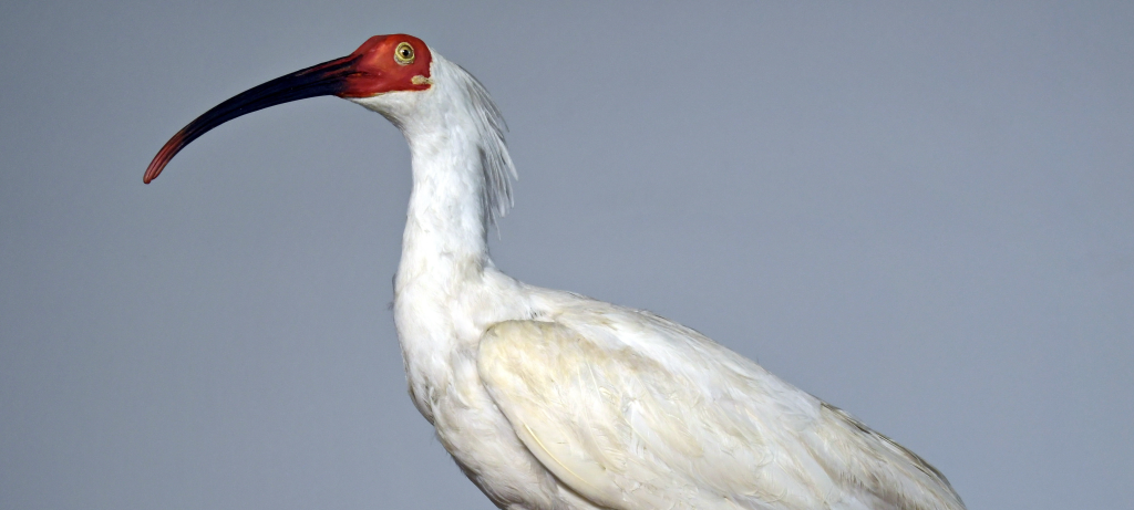Nippon-Ibis