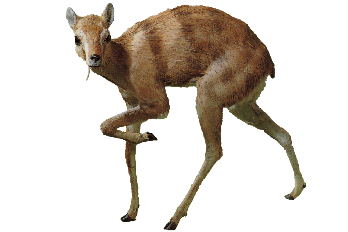 Micromeryx
