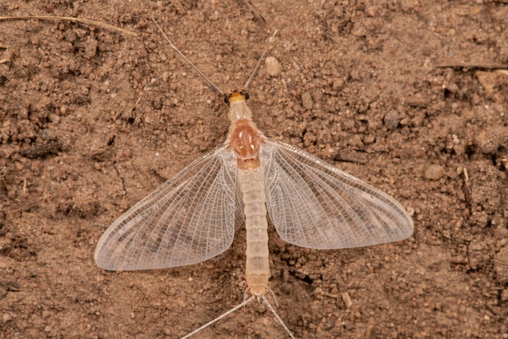 Ephoron virgo
