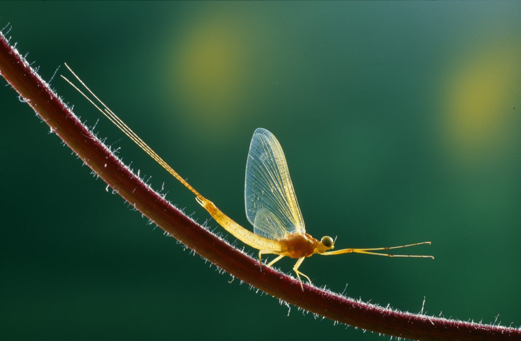 Potamanthus luteus