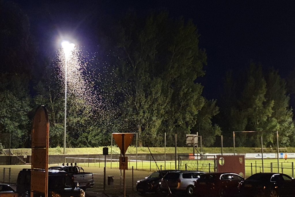 Abendlicher Schwarm um Flutlichtlaterne