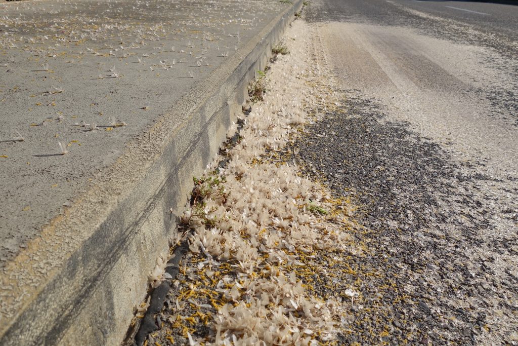 Straßenränder gesäumt mit Überresten von Uferaas