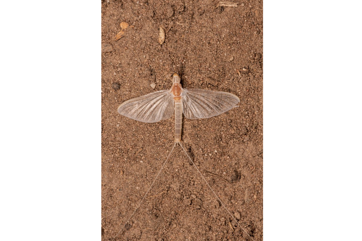 Imago