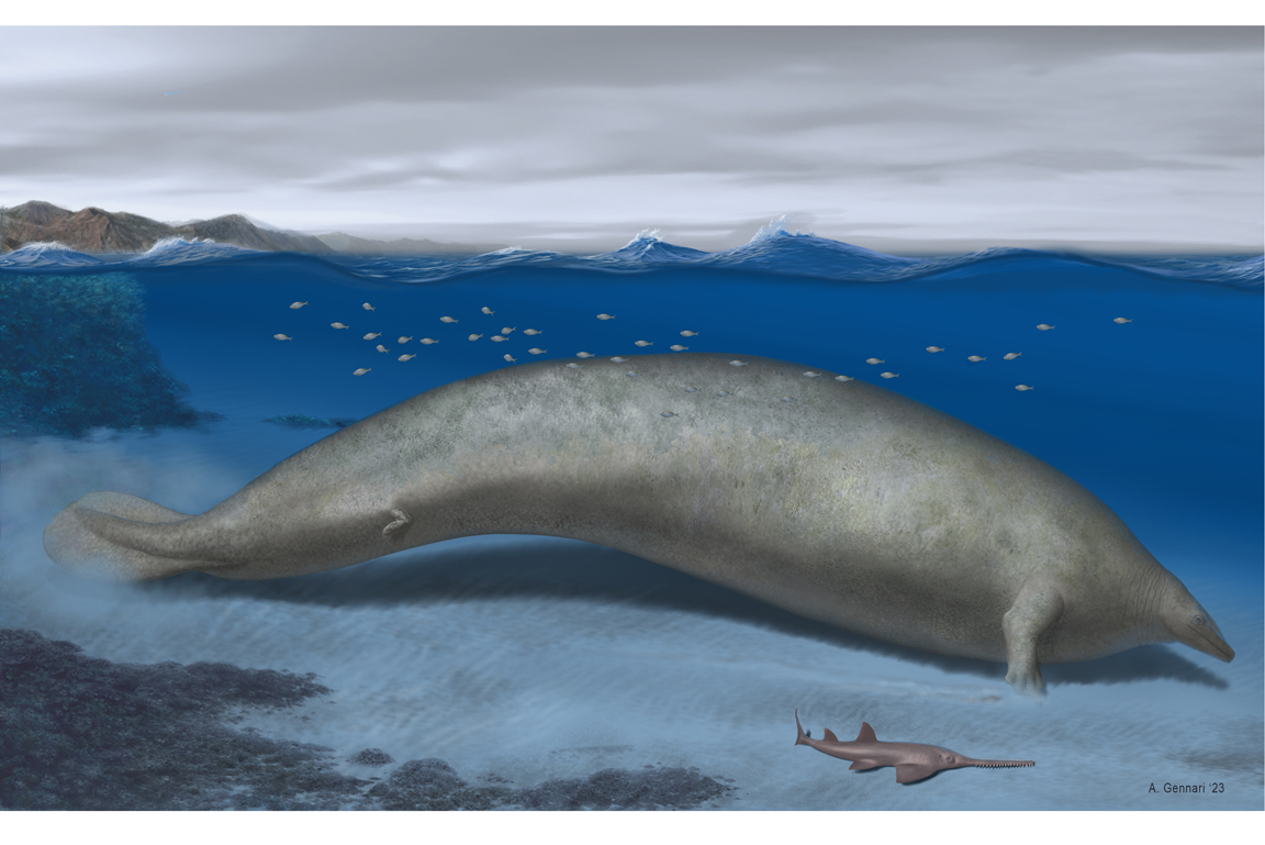 Zeichnung Perucetus colossus in seinem Küstenlebensraum