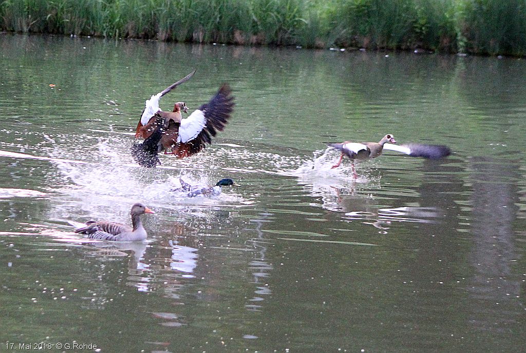 Nilgänse dominieren Ente, daneben schwimmt eine Graugans