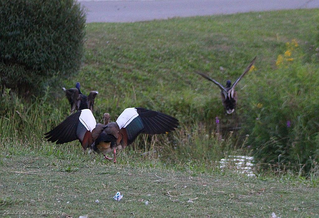 Nilgänse beim Losfliegen