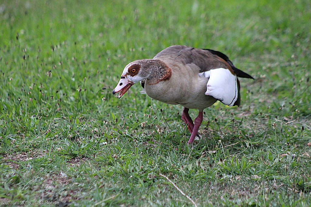 Nilgans
