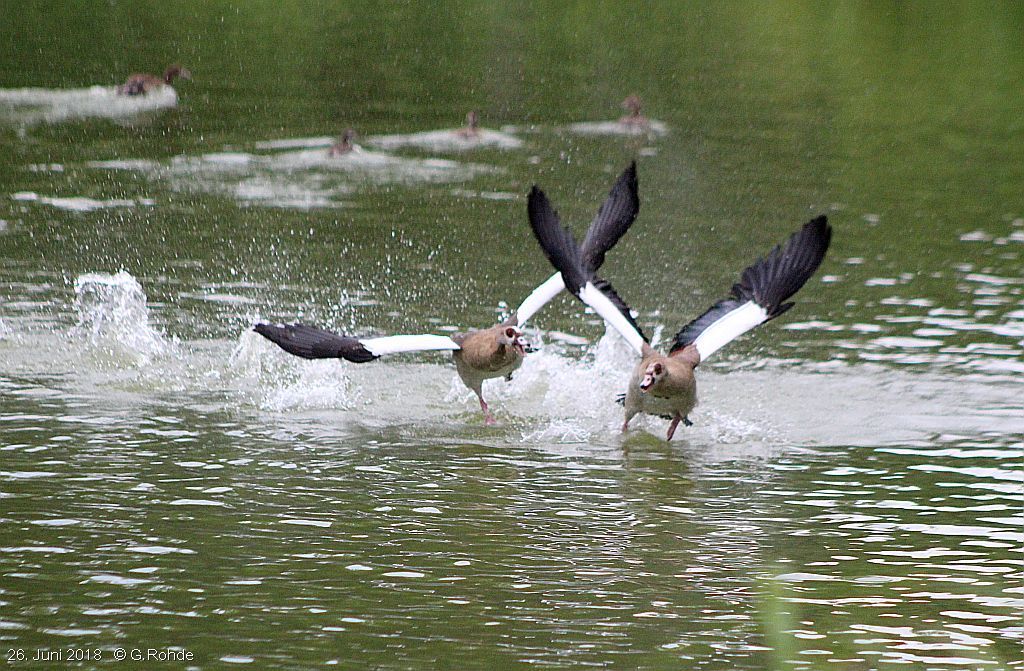 zwei Nilgänse fliegen an Wasseroberfläche