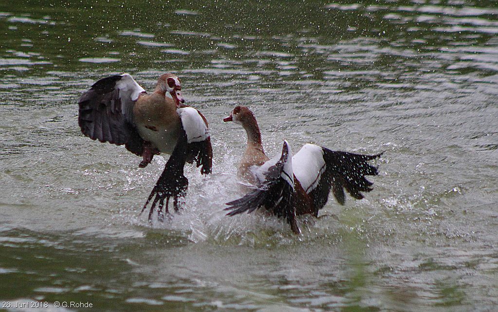 zwei Nilgänse im Wasser