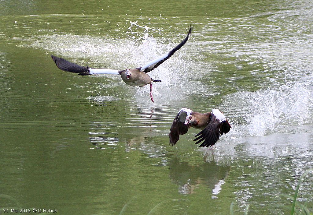 zwei Nilgänse fliegen an Wasseroberfläche