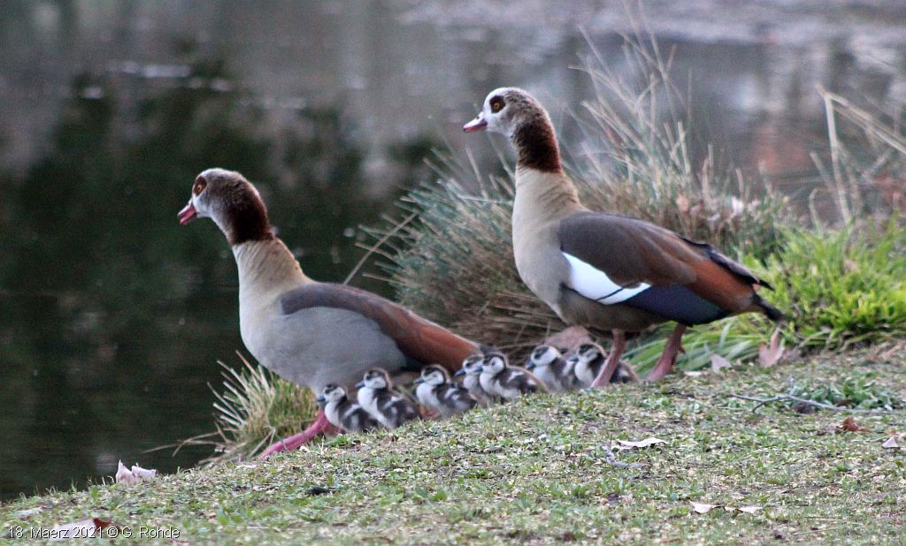 Nilgänse mit Küken