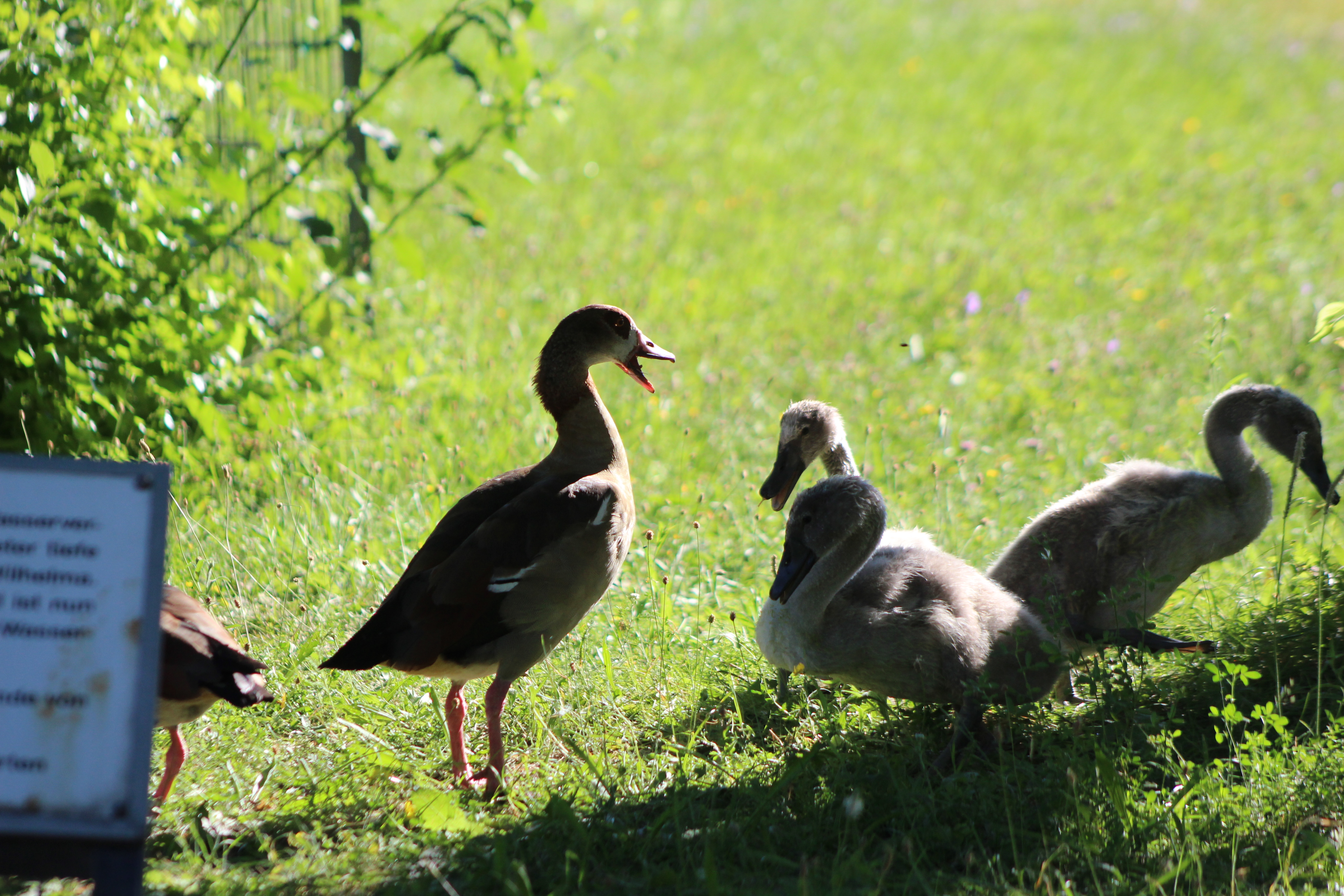 junge Nilgänse
