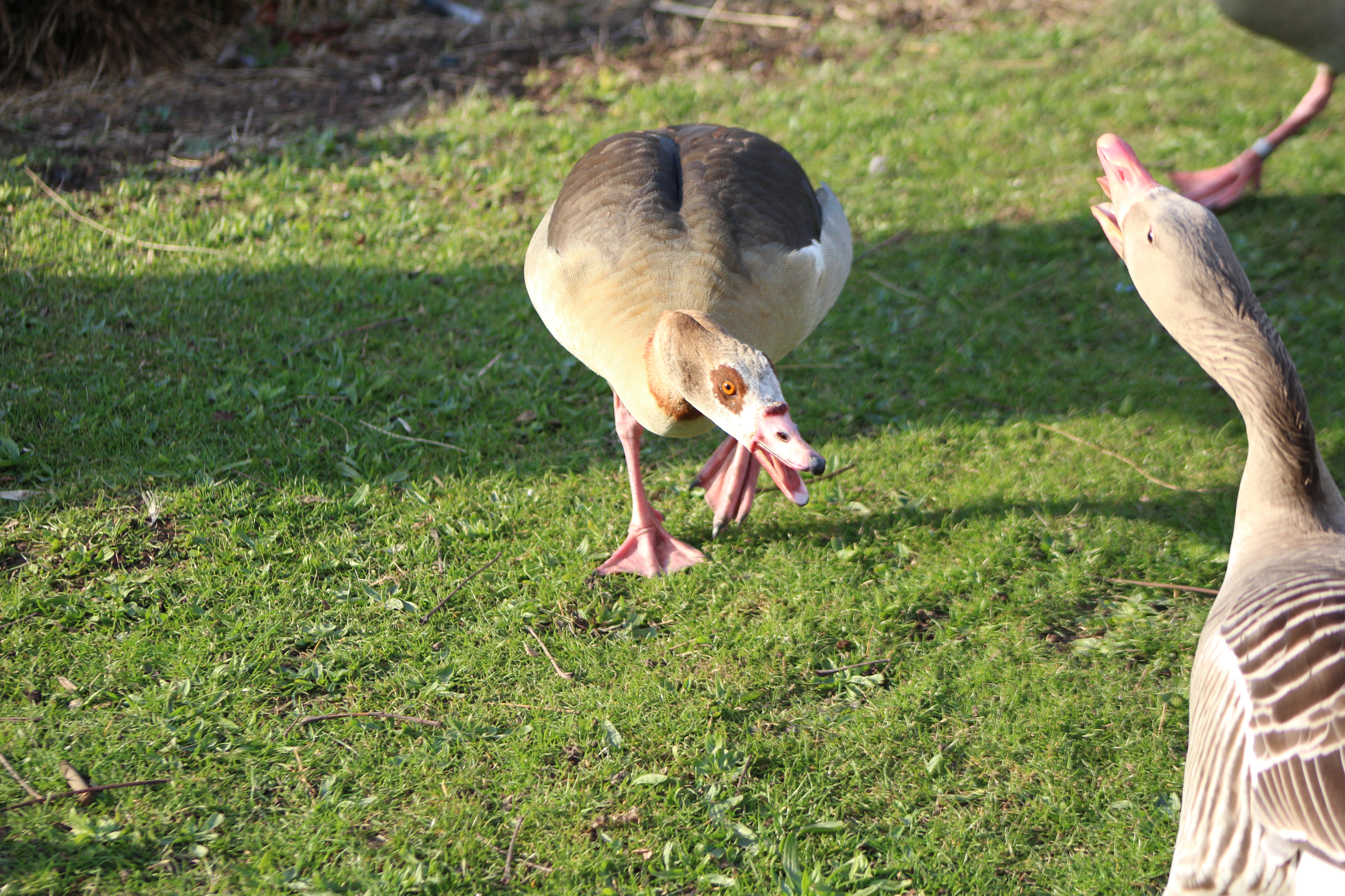 Nilgans und Graugans