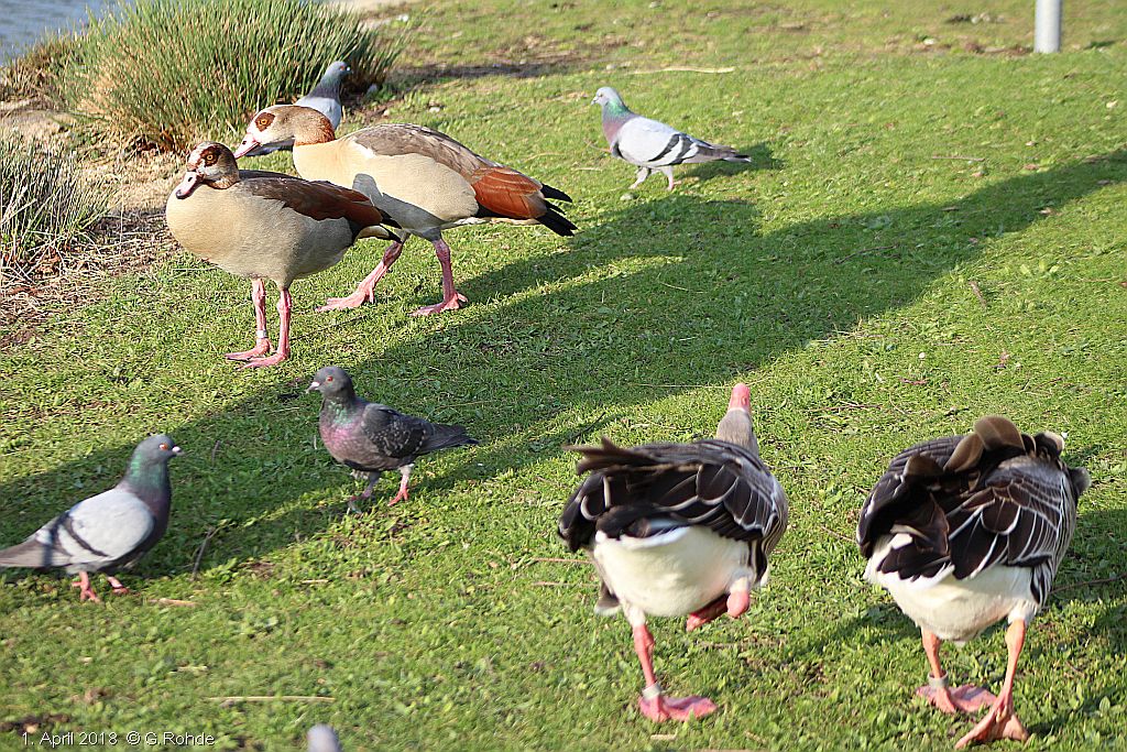 Nilgänse, Graugänse und Tauben