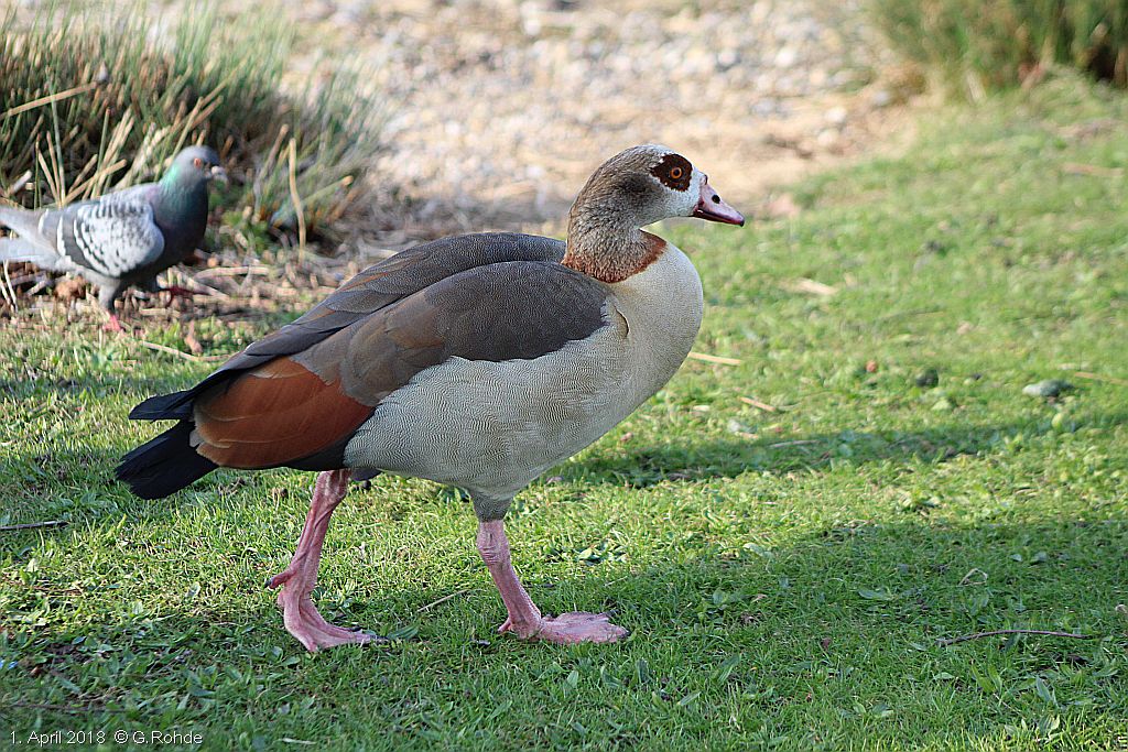 Nilgans