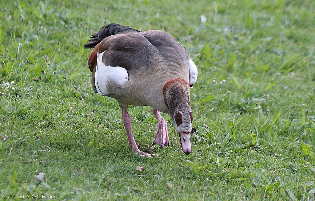 Nilgans