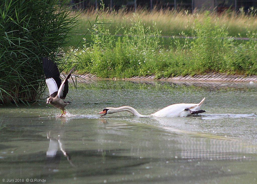 Nilgans und Schwan