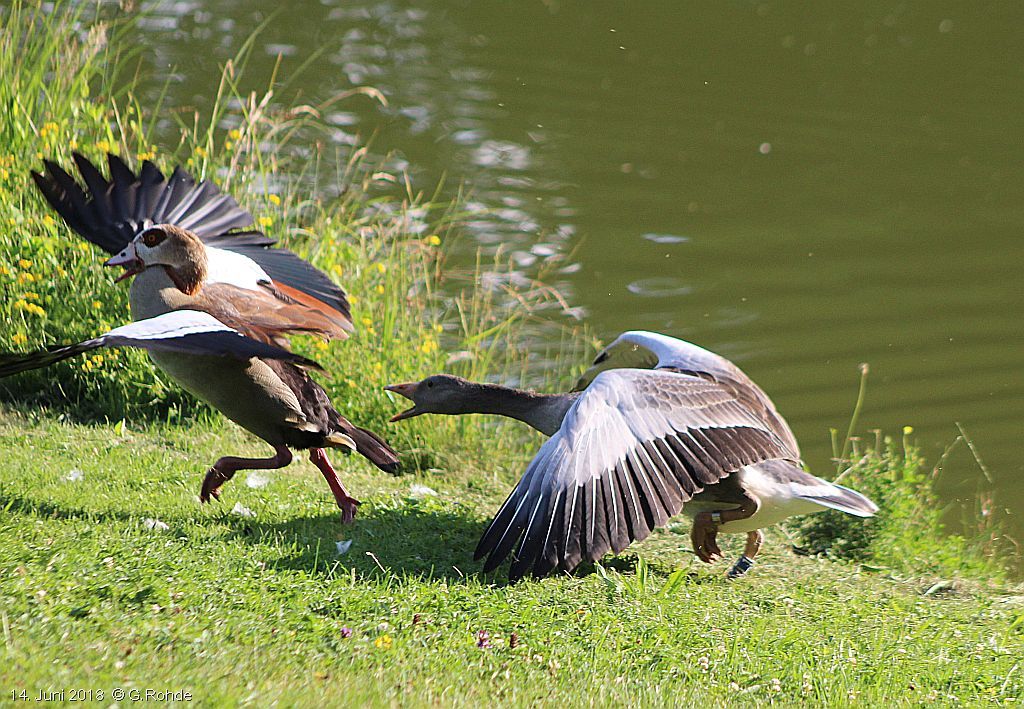 Graugans droht Nilgans