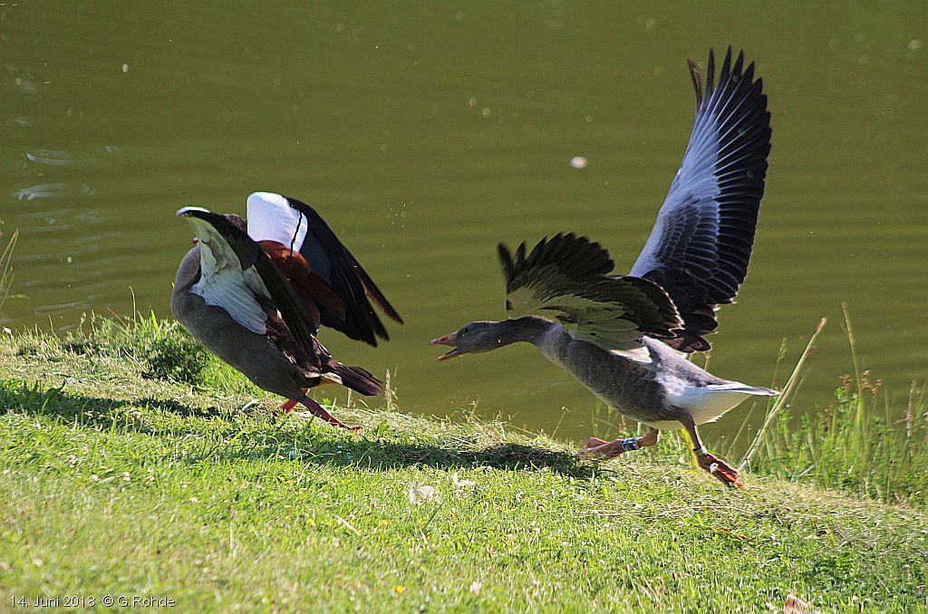 Nilgans wird von Graugans verscheucht