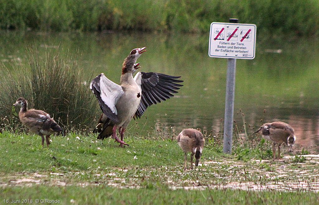 Nilgänse stellen sich auf