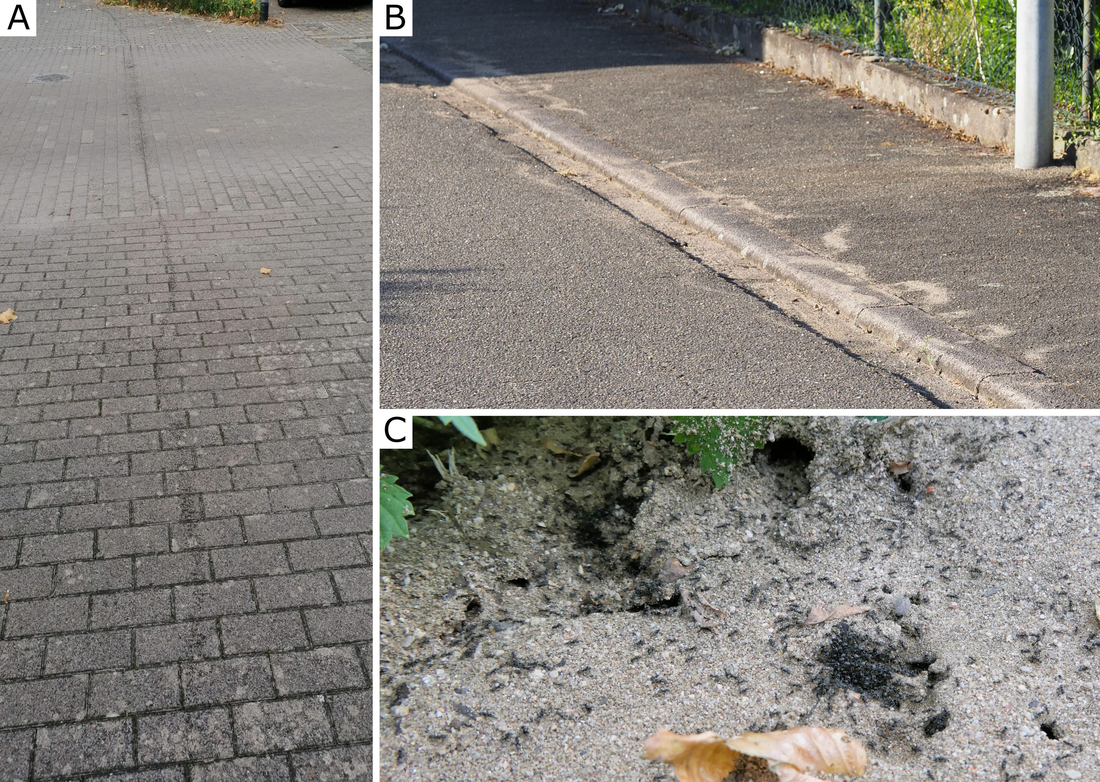 Kollage von Verhaltensmustern der Ameise Tapinoma, als sehr breite Ameisenstraße auf Pflastersteinen, Sandauswurf an Nesteingängen und Schwärme von Ameisen bei Störung am Nesteingang