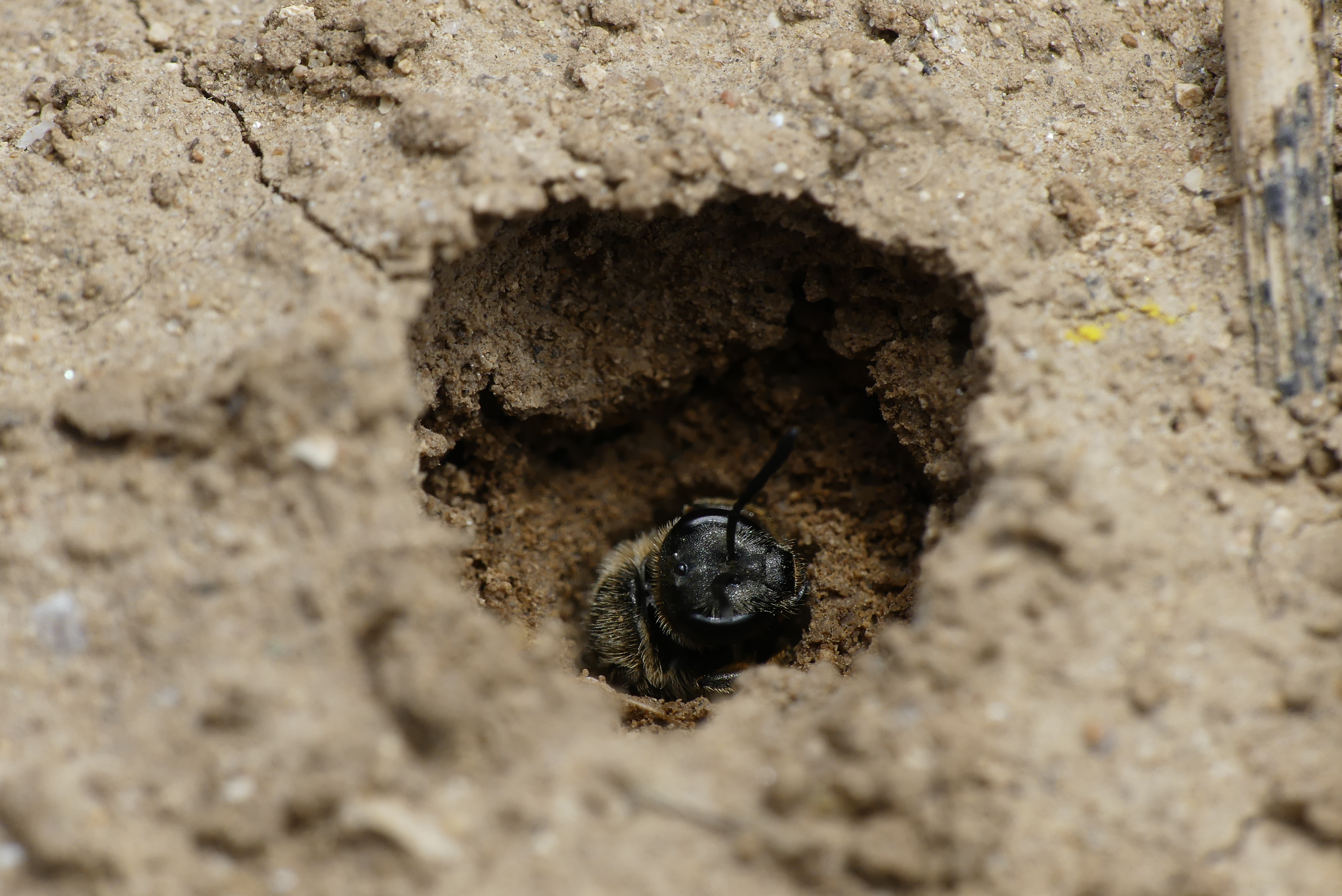 Eine Furchenbiene in einem Loch im Sand. Von der dunkel gefärbten Furchenbiene ist nur der Kopf und ein Teil des Rumpfes zu sehen. Der Rest der Biene ist im Erdreich versteckt.