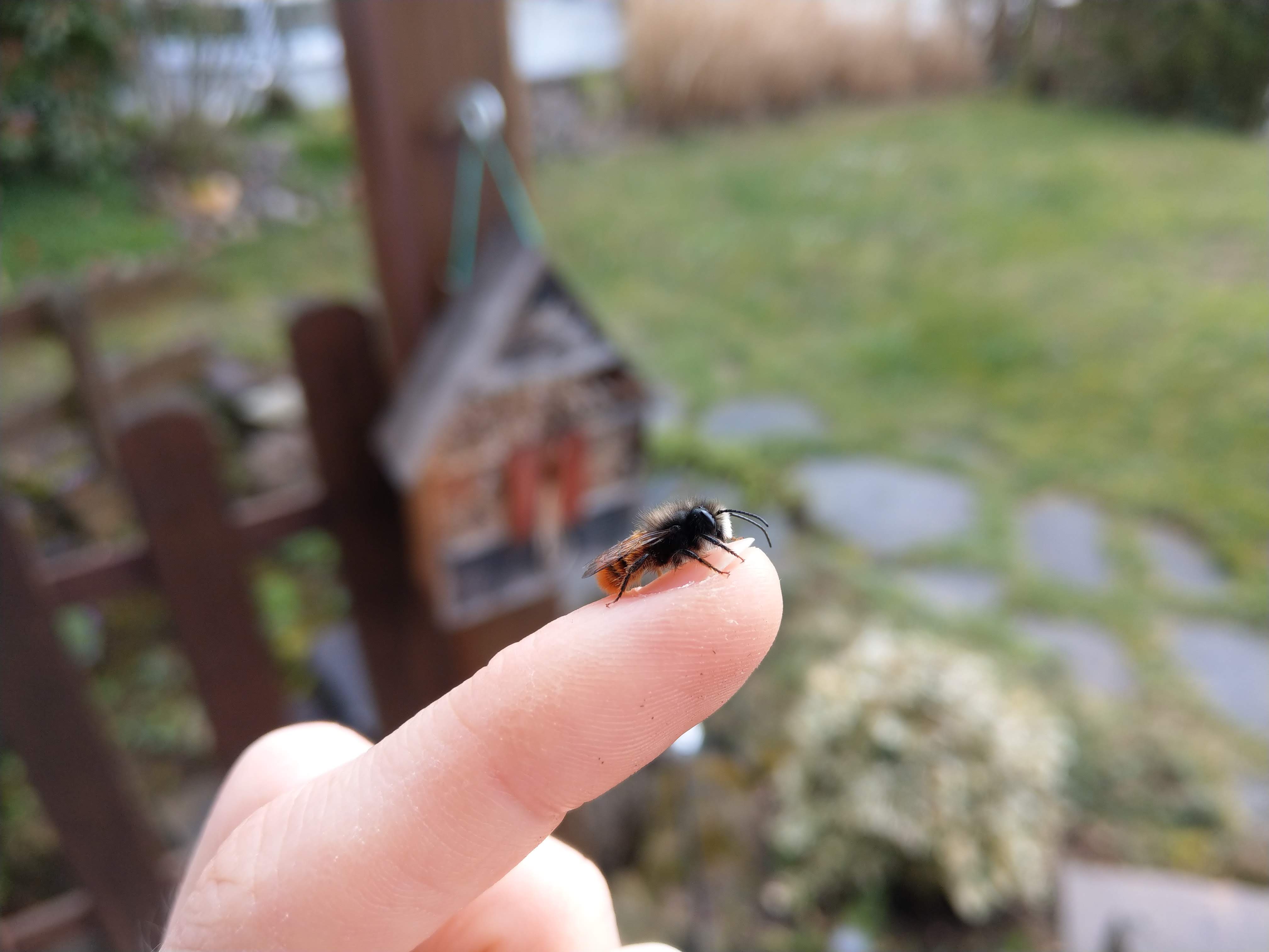 Eine männliche Gehörnte Mauerbiene sitzt auf dem ausgestreckten Finger einer Person, die sonst nicht im Bild ist. Im unscharfen Hintergrund ist eine hausförmige Nisthilfe an einem Gartenzaun zu sehen.