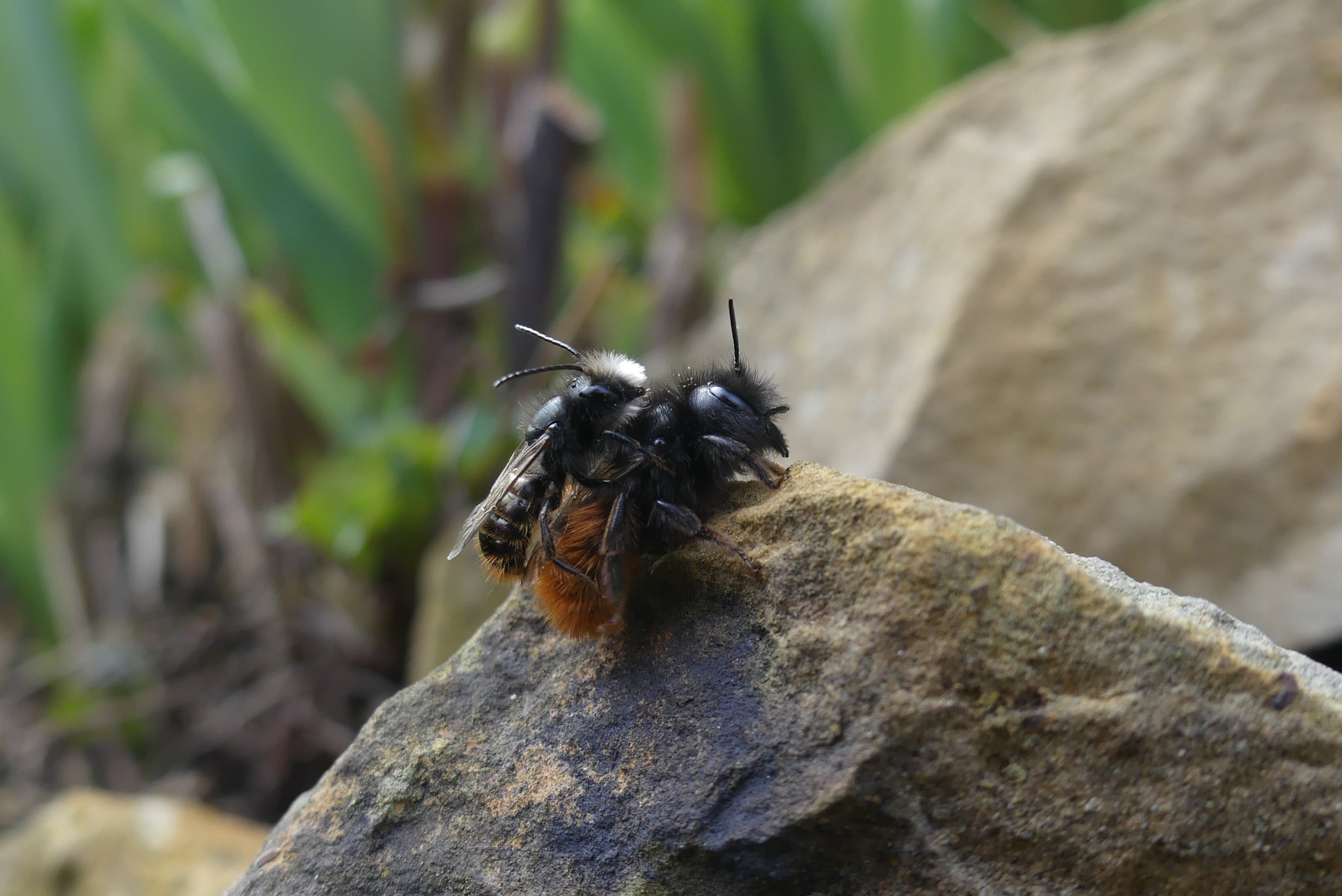 Zwei Gehörnte Mauerbienen bei der Paarung. Eine größere Biene mit einer kleinen Biene auf dem Rücken befindet sich auf einem Stein..