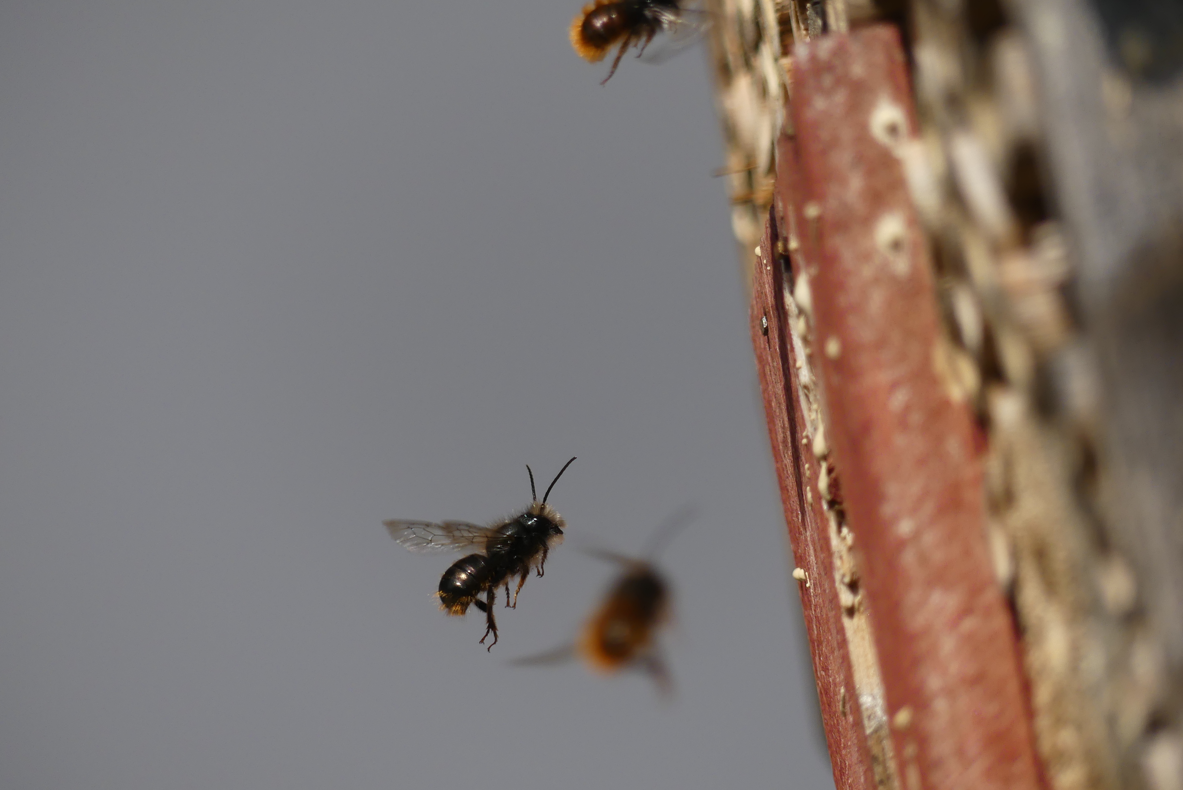 Gehörnte Mauerbienen umschwirren eine Nisthilfe. Ein Teil der Nisthilfe ist rechts im Bild zu sehen. Drei Bienen schwirren vor den Eingängen in die verschiedenen Röhrchen der Nisthilfe.