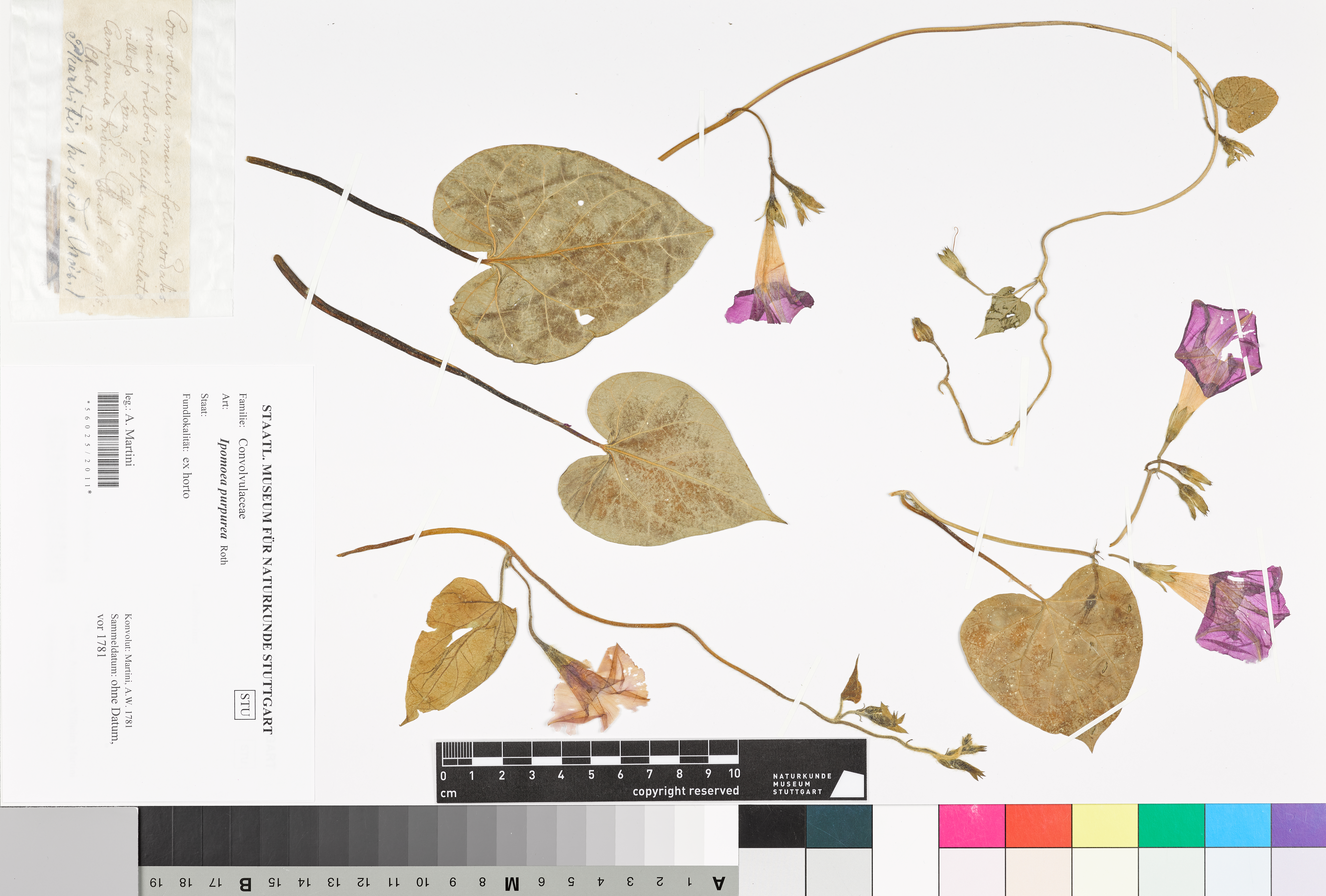 Herbarbeleg einer Purpur-Prunkwinde. Einzelne Blätter, Stängel und violette Blüten liegen auf einem weißen Blatt Papier. Ebenfalls auf dem Blatt Papier ist ein kleiner Zettel mit den Funddaten der Pflanze.