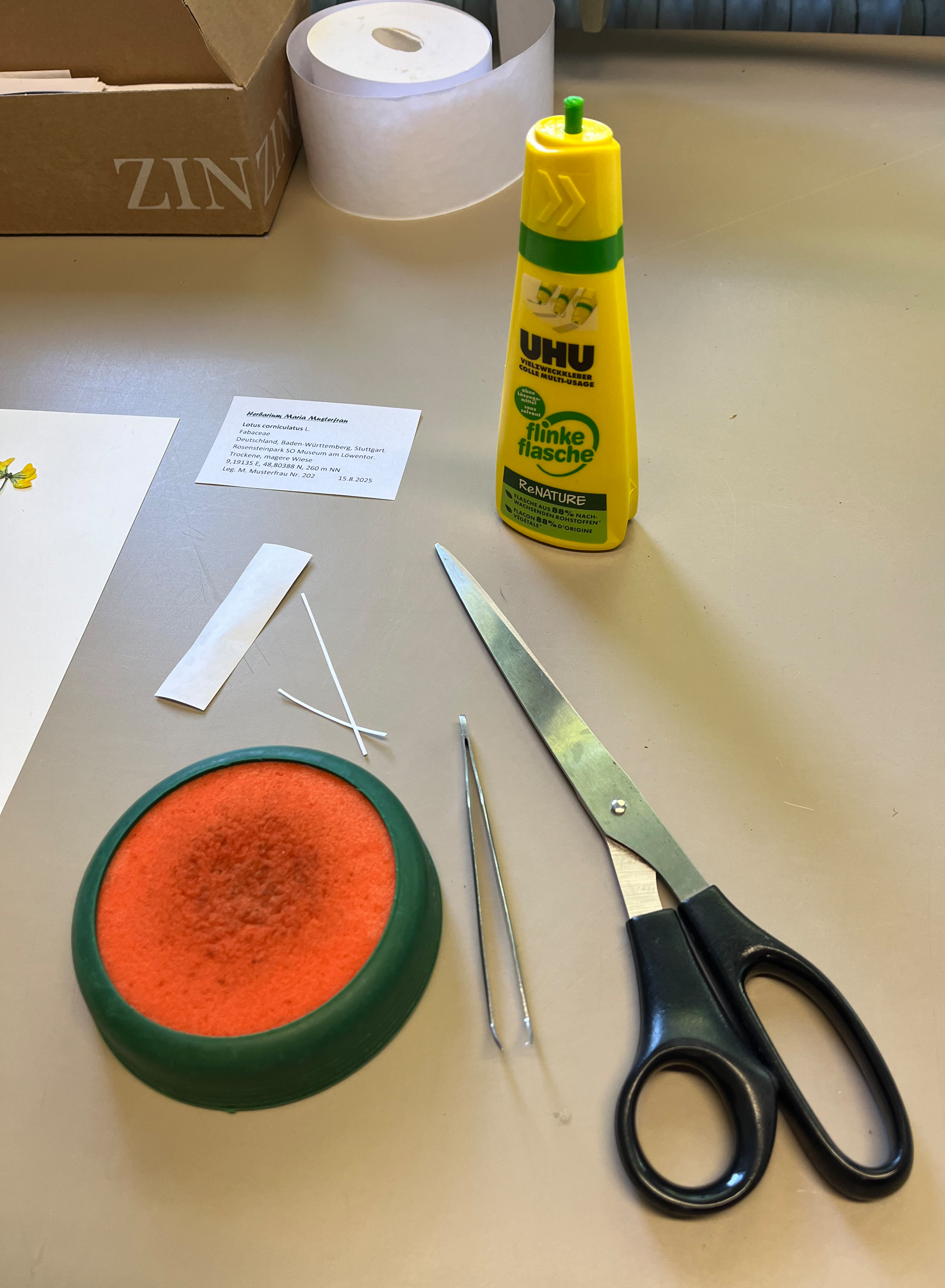 Meterialien, die für das Fixiren von Pflanzen in einem Herbar benötigt werden: Schere, Pinzette, Klebstoff, gummierte Papierstreifen, Kissen zum befeuchten der gummierten Streifen.