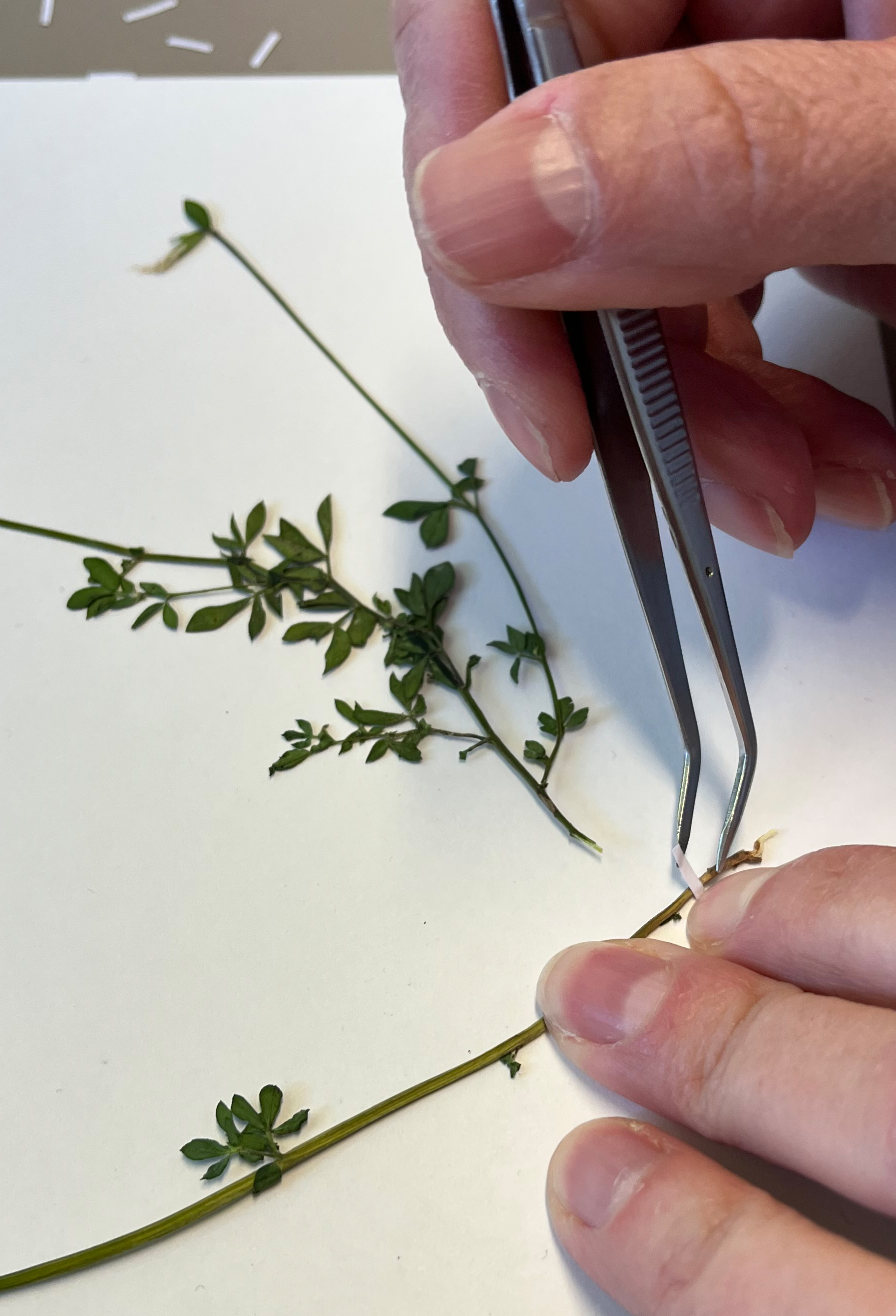 mit Hilfe einer Pinzette wird eine Pflanze mit gummierten Papierstreifen auf einem weißen Blatt Papier fixiert.