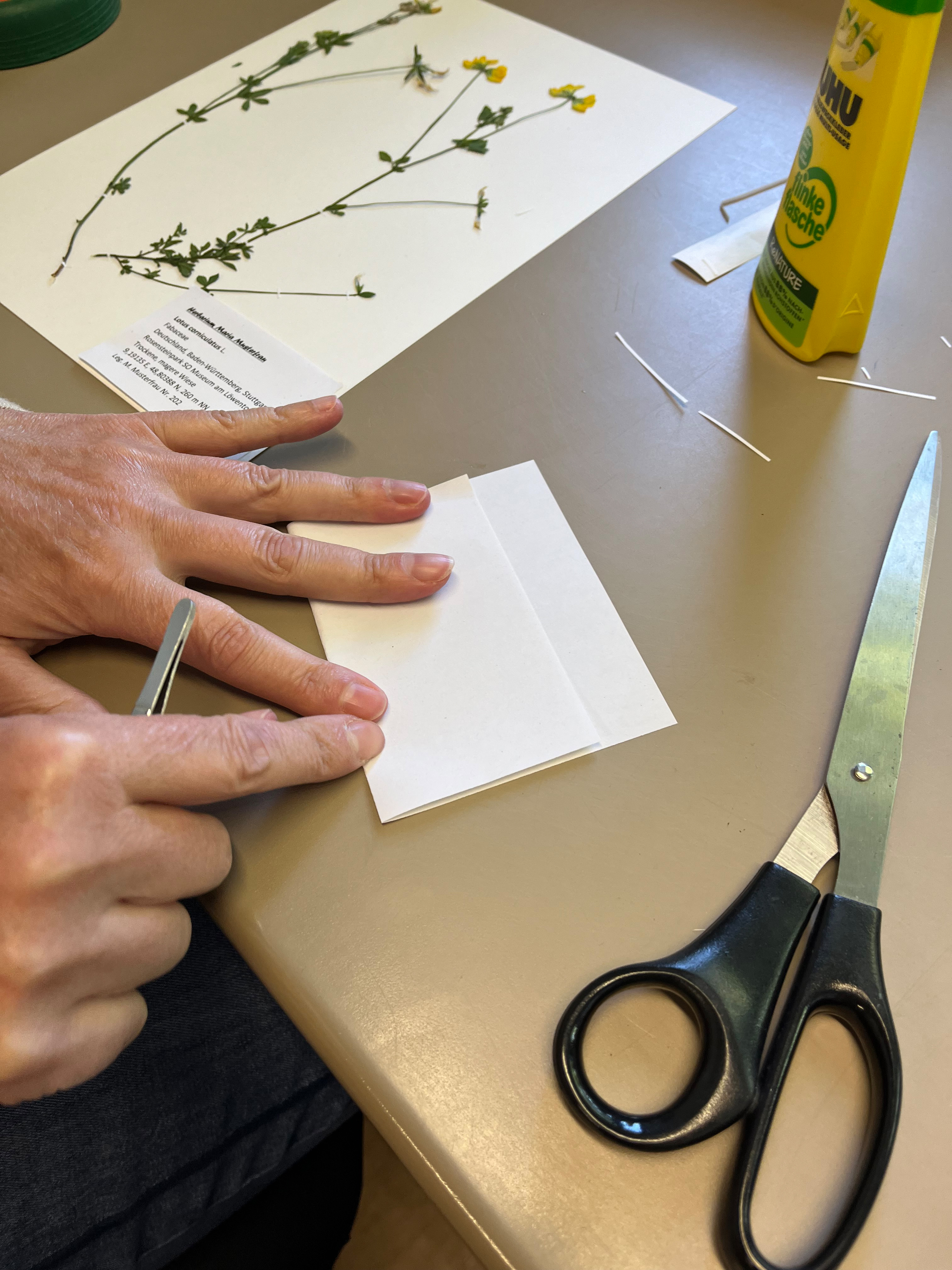 Auf einem Tisch liegt ein Herbarbeleg (gepresste Pflanze auf weißem Papier) neben einer Klebstoffflasche und einer Schere. Ein paar Hände falten ein kleineres Blatt Papier.