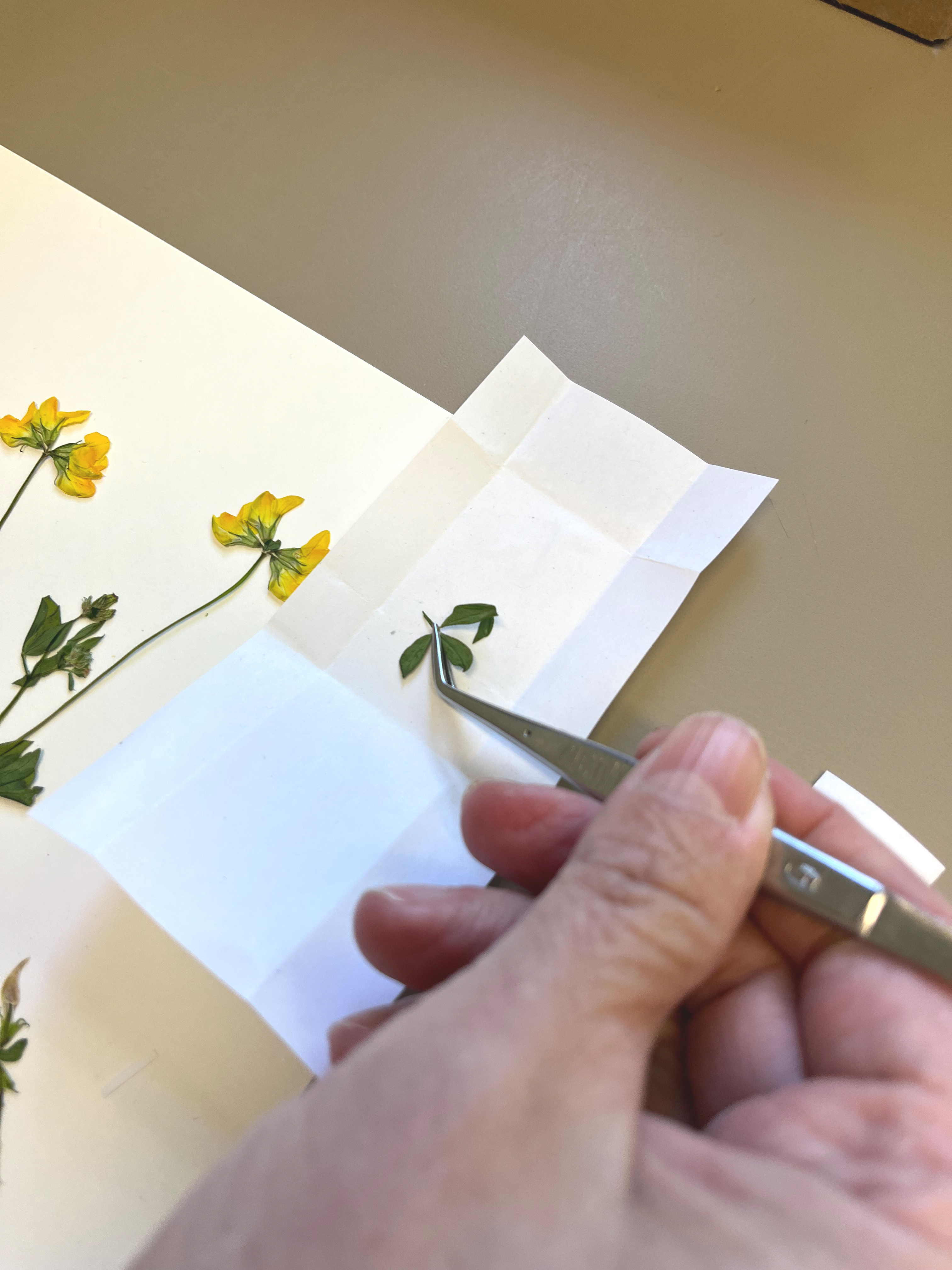 Mit einer Pinzette werden kleine Blätter in ein gefaltetes Stück Papier gelegt.