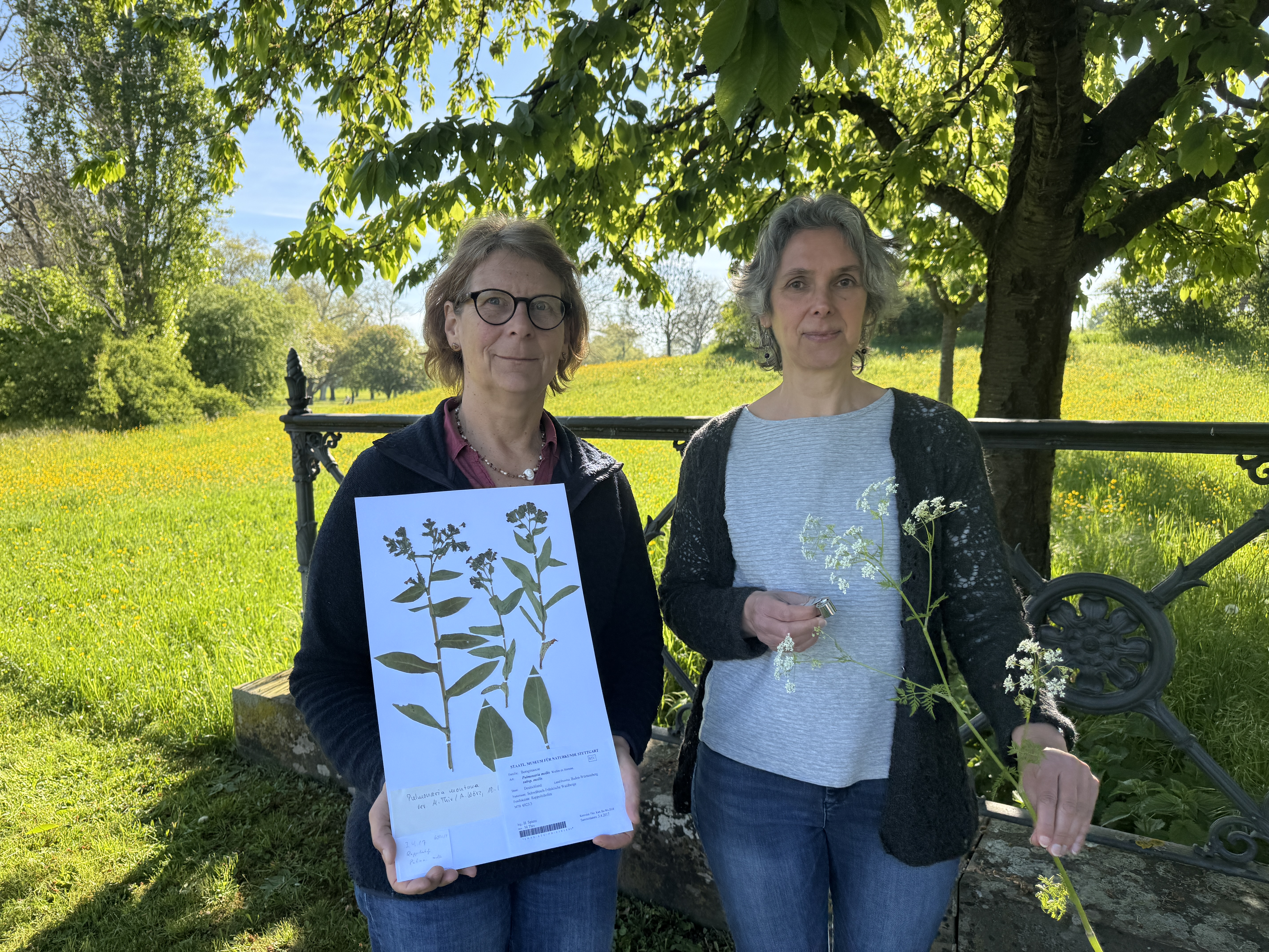 Zwei Frauen stehen im Schatten eines Baumes vor einer grünen und sonnigen Wiese. Anette Rosenbauer (links) hält ein großes, weißes Blatt Papier mit einer darauf befestigten, gepressten Pflanze. Christiane Dalitz (rechts) hält eine kleine Lupe und eine Pflanze mit weißen Blüten.