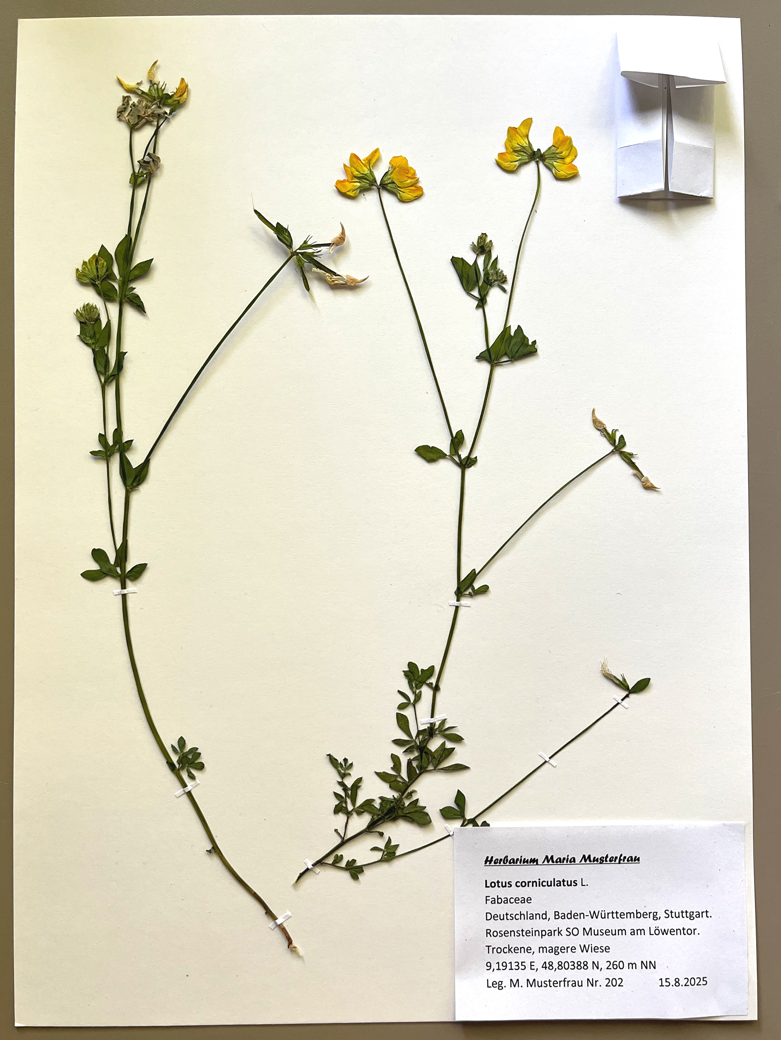 Herbarbeleg einer Blume mit Etikett und einem kleinen gefalteten Umschlag