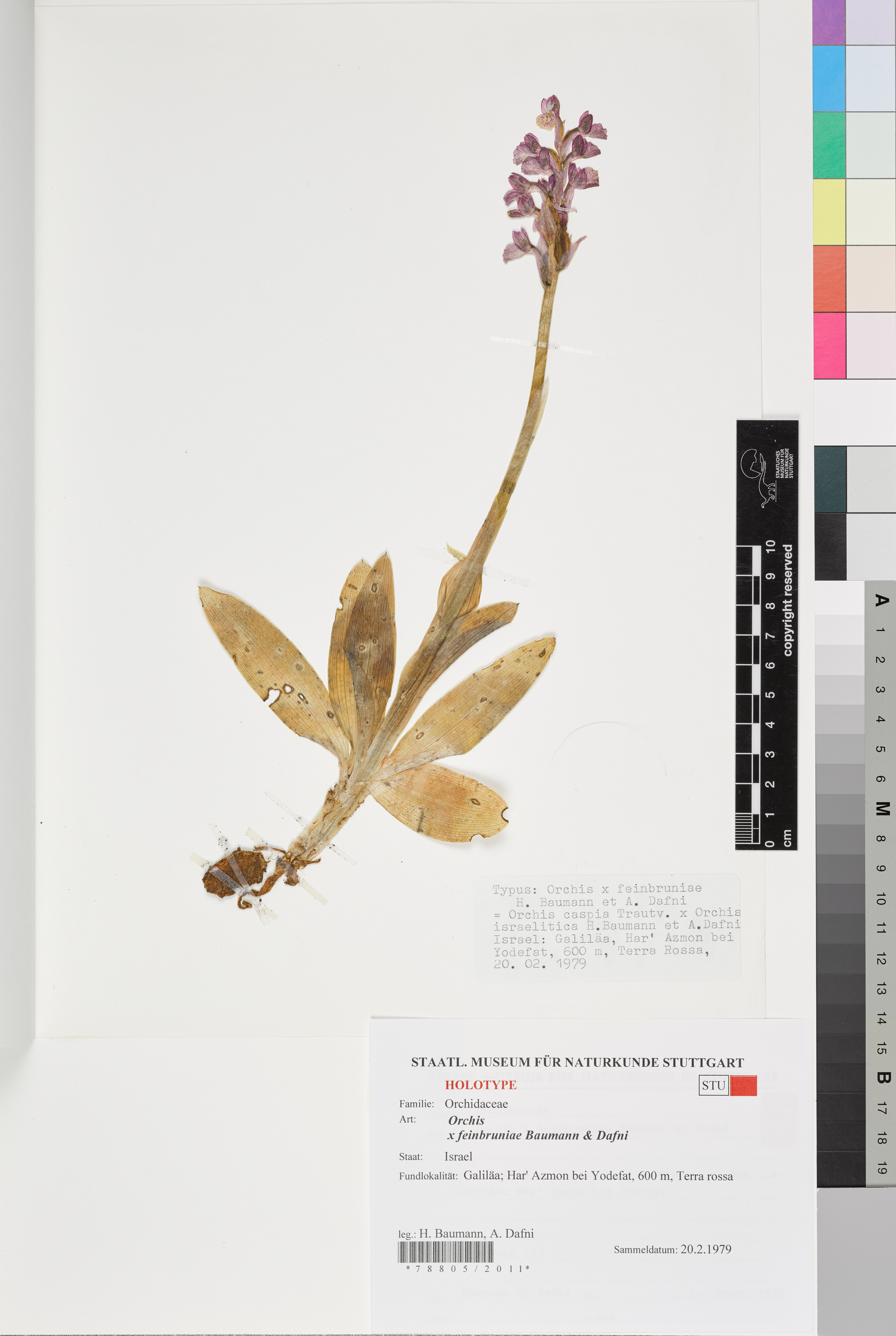 Herbarbeleg einer Orchidee