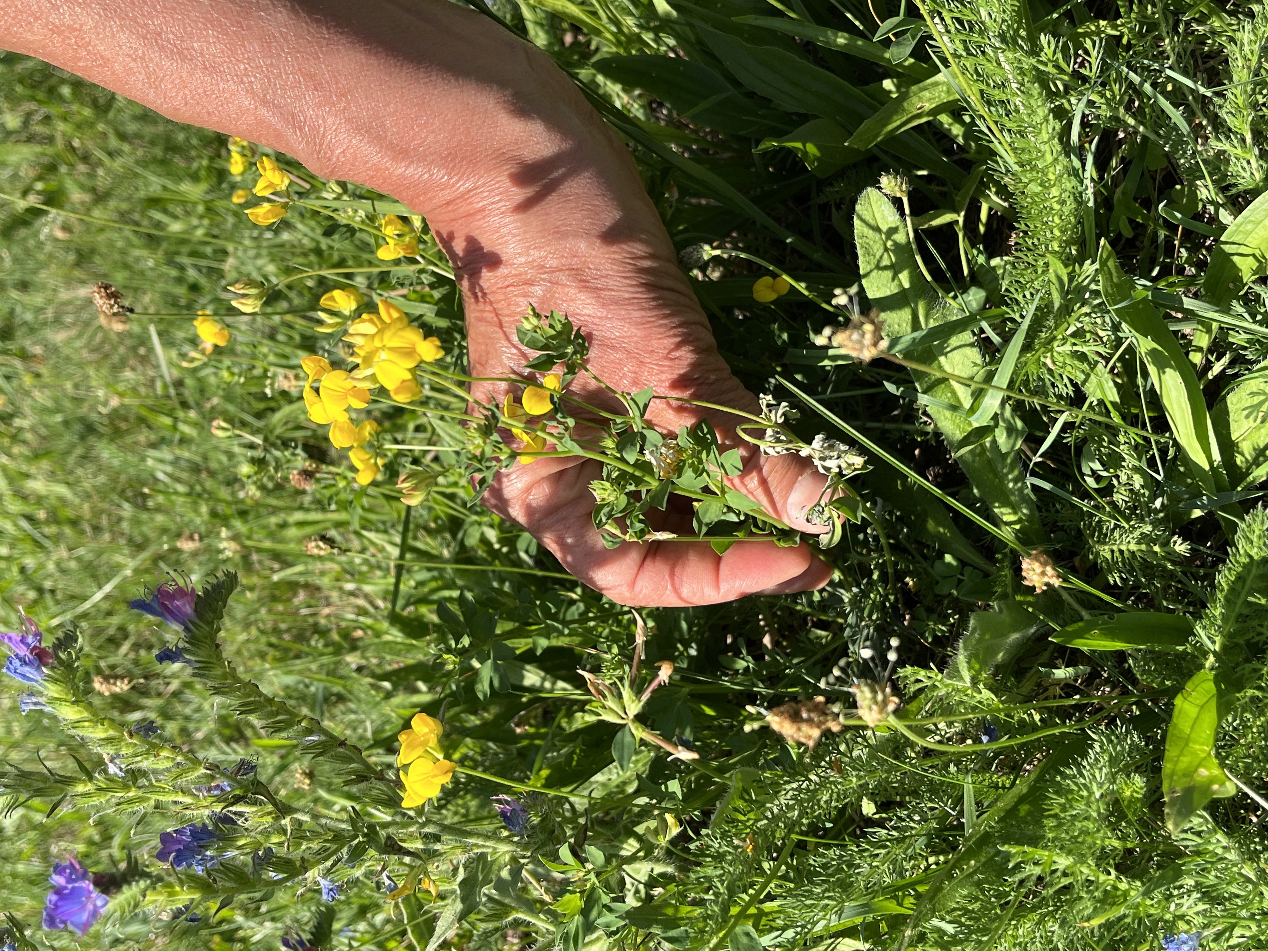 Nahaufnahme einer Blume mit gelben Blüten auf einer sonnigen Wiese. Die Blume wird gerade gepflückt. Von der pflückenden Person ist nur die Hand sichtbar.