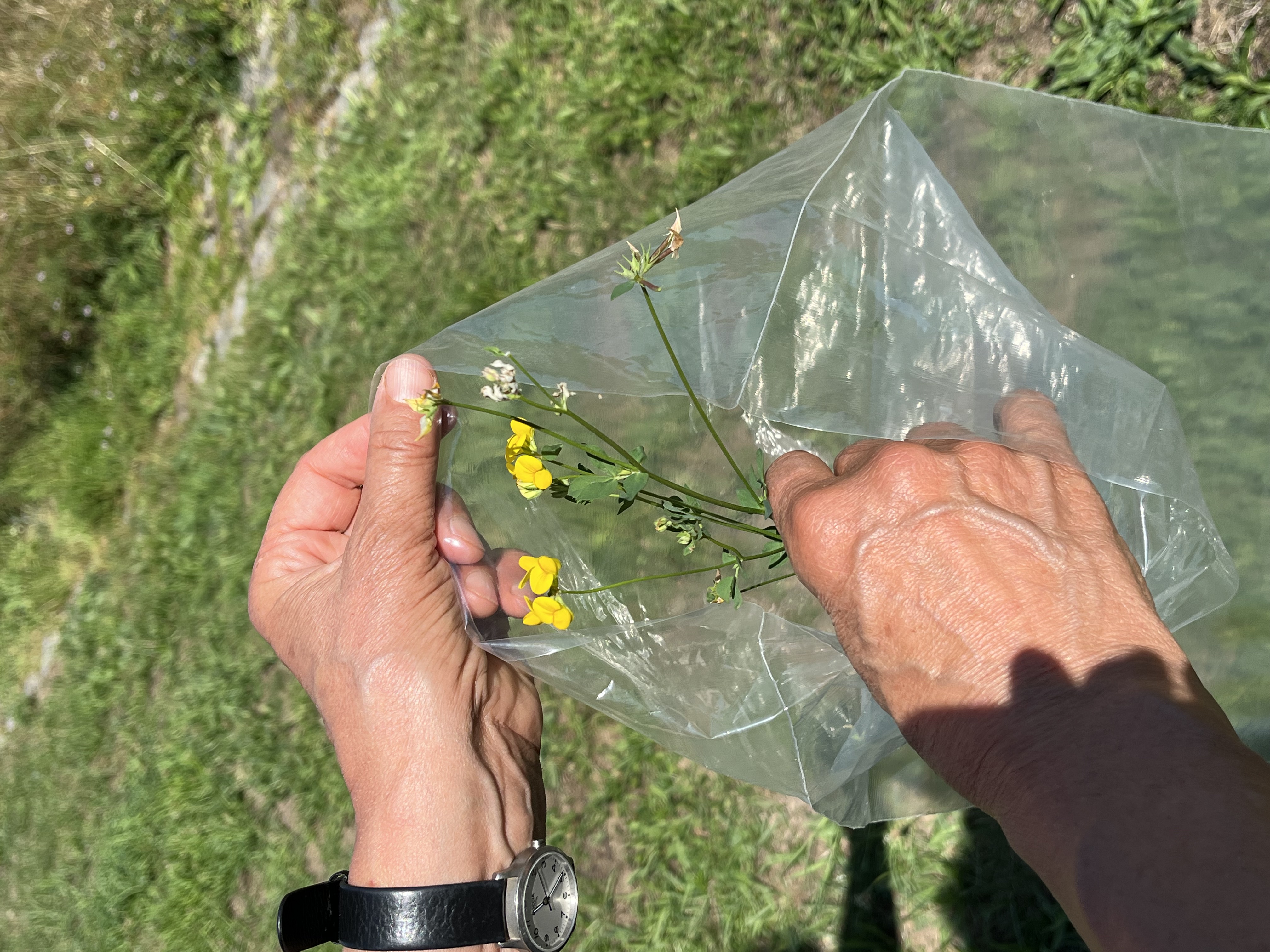 Eine Person, von der man nur die Hände sieht, legt eine Blume mit gelben Blüten in eine Plastiktüte. Im Hintergrund ist eine sonnige grüne Wise zu erkennen. 