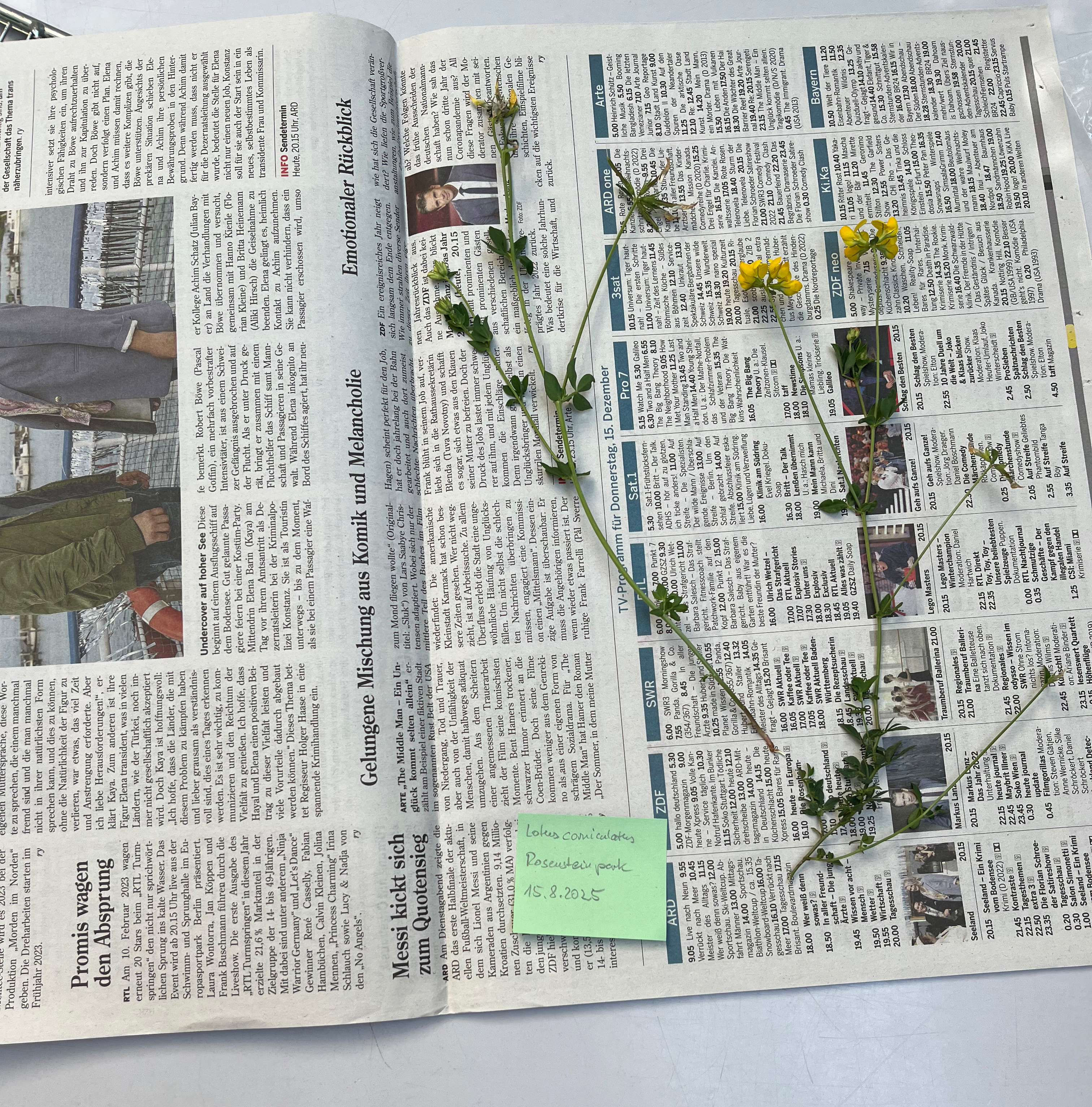 In einen offenen Zeitungsblat liegt eine vollständige Wiesenblume mit Blüten, Stängeln, Blättern und Wurzeln. Neben der Pflanze ist ein grüner Klebezettel mit dem Namen und den Funddaten der Pflanze.