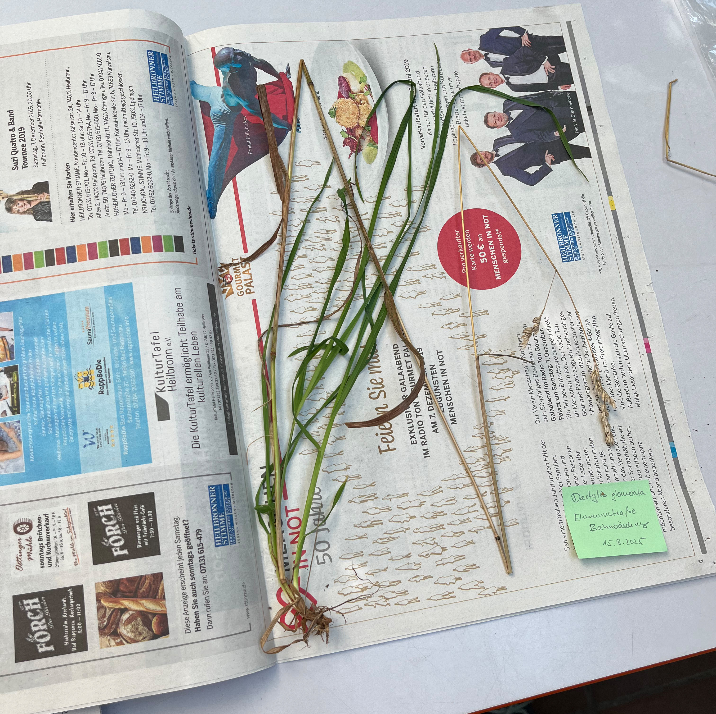 In einen offenen Zeitungsblat liegt eine vollständiges Gras. Da das Gras zu groß für das Zeitungsblatt ist, wurde es zickzackartig geknickt. Neben der Pflanze ist ein grüner Klebezettel mit dem Namen und den Funddaten der Pflanze.